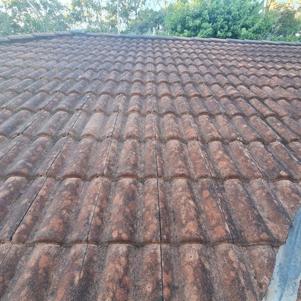 Brisbane roof showing moss and lichen growth from subtropical climate